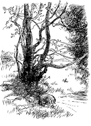 illus55.jpg